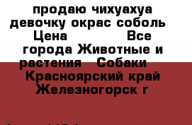 продаю чихуахуа девочку,окрас соболь › Цена ­ 25 000 - Все города Животные и растения » Собаки   . Красноярский край,Железногорск г.